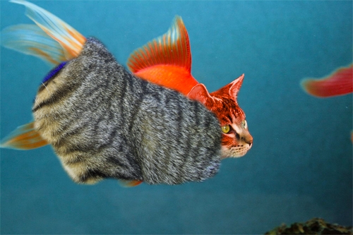 Creation of Catfish: Step 9